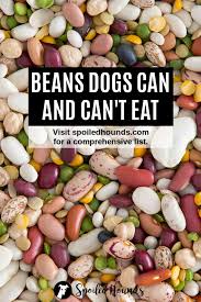 While rarely fatal, these nuts can be serious in large doses. Can Dogs Eat Beans What To Know About Dogs And Beans
