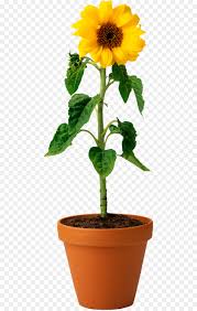 Free Free 148 Transparent Background Stem Sunflower Clipart SVG PNG EPS DXF File