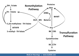 Image result for Homocysteine