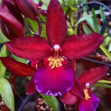 Image result for Brackenridgea zanguebarica