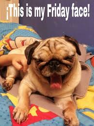 Happy Friday Dog Friday Dog Happy Friday Funny Pictures Happy friday quotes and images. happy friday dog friday dog happy
