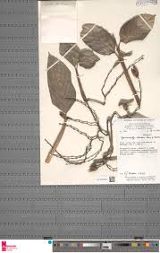 Image result for Hypselodelphys scandens