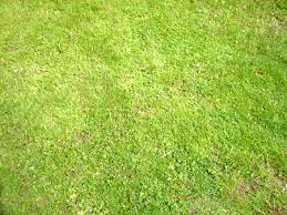 Insbesondere für anfänger ist eine konstant gleichmäßige aussaat des rasens. Wie Sat Man Rasen Aus Gartenbob De Der Garten Ratgeber