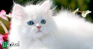 اسعار القطط في السعوديه 2021 بكل انواعها المختلفة أسعاري اسعار اليوم