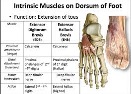 Medial and lateral side of 2nd digit, lateral aspect for 3rd and 4th digit respectively. Gross Anatomy Week 8 Foot And Ankle Flashcards Quizlet