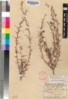 Image result for Anticharis