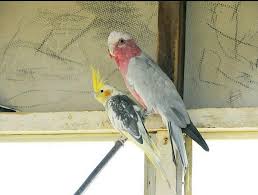 birds farm ببغاء الكوكاتو هجين ببغاء الكوكاتو مع ببغاء facebook