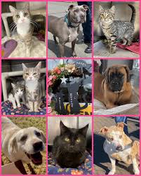 Second Chance For Animals