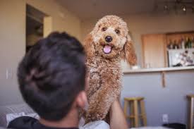 Nutrition has been calculated on the cake and frosting only for this recipe. The 7 Best Dog Foods For Goldendoodles 2021 Reviews