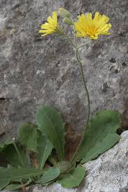 Image result for Crepis urundica