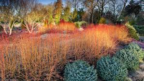 This stunning tree has green foliage throughout summer bearing tiny white nectar pollen rich flowers followed by glossy black berries. Cornus Sanguinea Midwinter Fire Havlis Cz