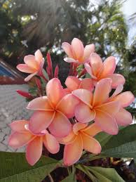 Pin On My Updated Plumeria Collection 2016