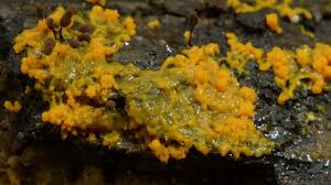 Yellow slime mold in bathroom. Mould Time Lapse The Great British Year Episode 4 Preview Bbc One Youtube