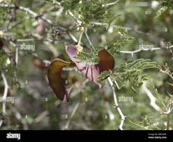 Image result for Acacia amythethophylla