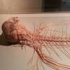 The following diagram is provided as an overview of and topical guide to the human nervous system: 1