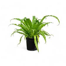 Image result for Asplenium angolense