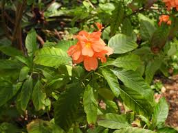 Image result for Crossandra infundibuliformis