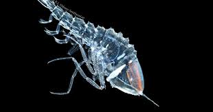 Image result for Cystostemon