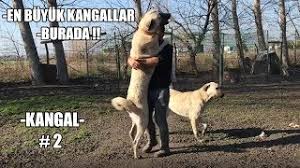 En Buyuk Kangal Lar Burada Efsane Kopekler 5 Bolum Kangal 2 Biggest Dogs Stronget Dogs Youtube