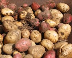 Check spelling or type a new query. How To Grow Potatoes Finegardening