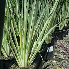 Image result for Dietes flavida