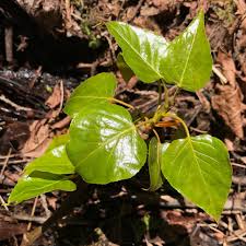 More images for populus sect aigeiros » Plantsnap Identify Plants Trees Mushrooms With An App