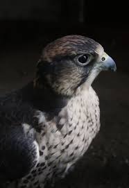 Birds Of Prey Digital Release Date Uk Peregrine Falcon Www Nbcbirdandpestcontrol Co Uk Birds Of Prey Birds Peregrine Falcon