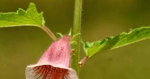 Image result for Ceratotheca sesamoides