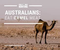 8 i stayed _ really late last night and now i'm tired. Australians Would You Eat Camel Meat Full Force Hunting