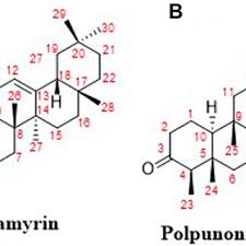 Image result for Ziziphus abyssinica