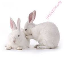 Synonyms arabic german english spanish french hebrew italian japanese dutch polish portuguese romanian russian turkish chinese. English To Urdu Dictionary Meaning Of Rabbit In Urdu Is Ø®Ø±Ú¯ÙˆØ´