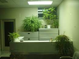 S'il y a peu de lumière, les tons de vert sont plus foncés. Amenagement De Plantes D Interieur Pour Le Bureau De Travail
