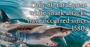 Great white shark interesting facts and features. 15 Interesting Great White Shark Facts That Will Blow Your Mind
