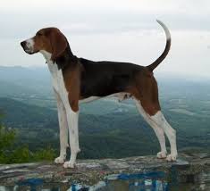 American Foxhound Black And Tan Virginia Foxhound Pin On My Favorite Products