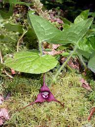 Wild Ginger