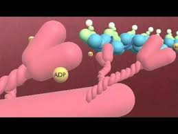 Best Sliding Filament Theory Explanation Video I Ve Found So Far Physiology Human Anatomy And Physiology Learning Science