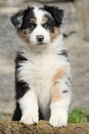 Generell gilt, dass hunde in deutschland nicht geimpft werden müssen. Australian Shepherd Impfungen Was Muss Ich Wirklich Impfen Lassen