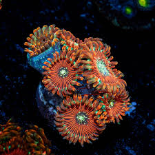 Image result for Acrotome hispida