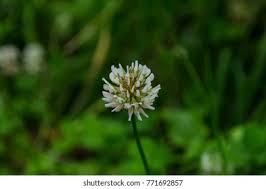 Image result for Scabiosa drakensbergensis