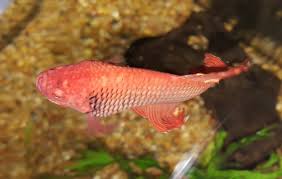 Does My Betta Fuego Have Dropsy Aquariacentral Com