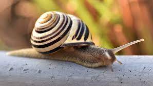 Über die nahrung und über ihren kriechfuß nimmt sie den kalk auf und repariert nach und nach ihr häuschen damit. Was Passiert Wenn Das Haus Der Schnecke Kaputtgeht