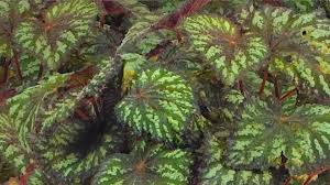 Image result for Begonia rex