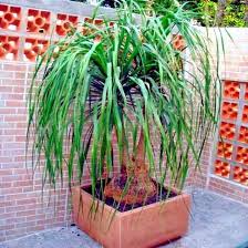 Image result for Beaucarnea recurvata