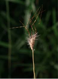 Image result for Dichanthium sericeum