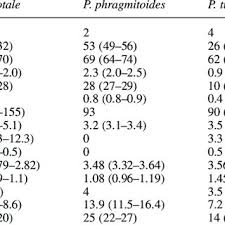 Image result for Panicum phragmitoides