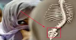 Tulang rusuk versi terbaru gratis dan mudah dinikmati. Ternyata Inilah Asal Usul Sebenarnya Dari Istilah Wanita Tercipta Dari Tulang Rusuk Pria Jasa Pembuatan Website Toko Online