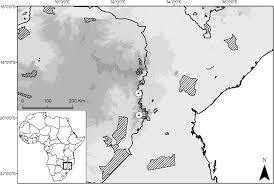 Image result for Rhipidoglossum microphyllum