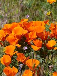 In the united states, flowersforever.net is ranked 2,628,342, with an estimated 367 monthly visitors a month. Top 30 California Flower Fields And Other Flower Destinations Family Road Trip Guru Kid Friendly Travel Ideas