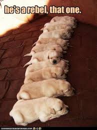 Golden retrievers are one of the most trainable dogs around because of their high intelligence and love for human attention and companionship. I Has A Hotdog Golden Retriever Page 19 Funny Dog Pictures Dog Memes Puppy Pictures Pictures Of Dogs Dog Pictures Funny Pictures Of Dogs Dog Memes Puppy Pictures Doge Cheezburger