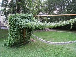 Pin Von Www Diygardenproject Club Auf Hops Hangemattenschaukel Schaukel Hopfen